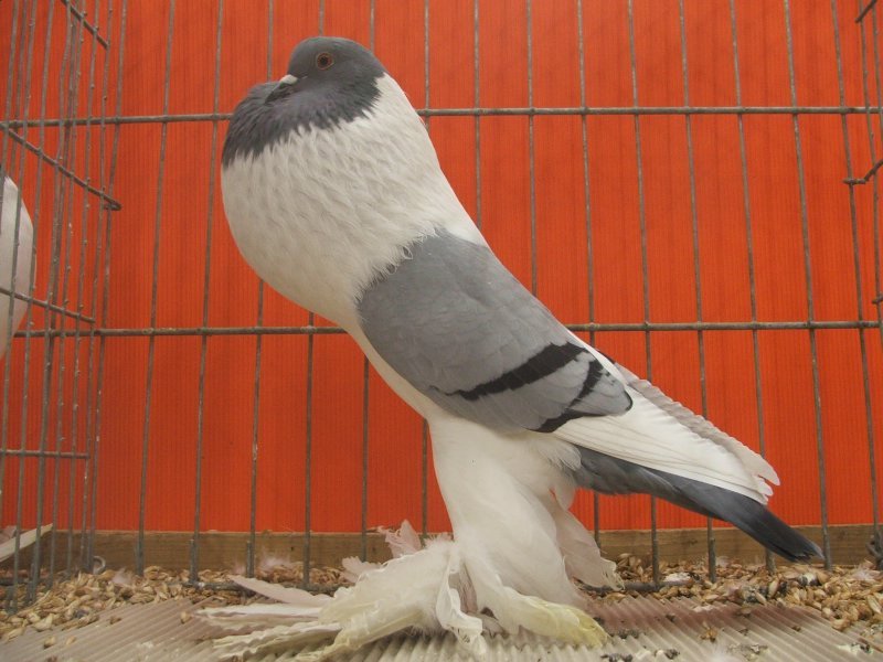 Boulant - pigeons