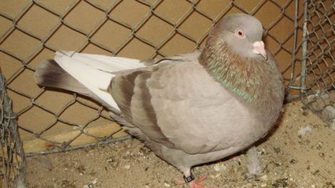 pigeons