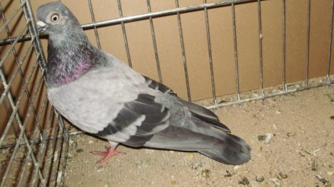 Tumbler