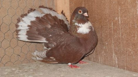 rasse romanian