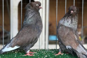 tumbler pigeons - american