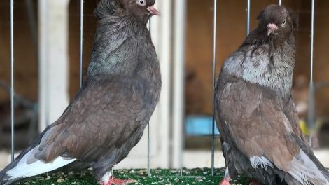 tumbler pigeons - american