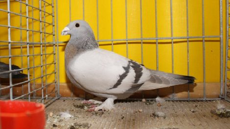 swiss colour pigeons