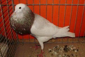 cropper - pouter pigeons