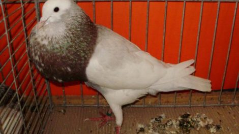 cropper - pouter pigeons