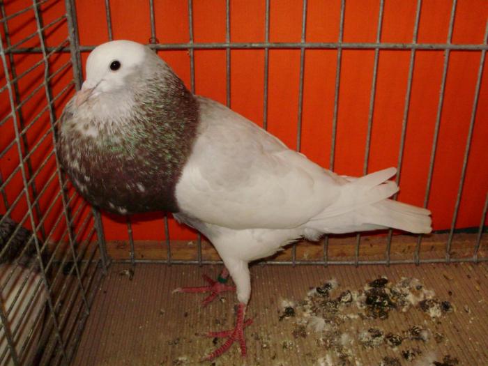cropper - pouter pigeons