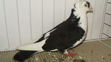 roller pigeons - tumblers