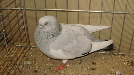 tumbler pigeons