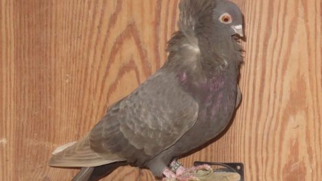 nun - jekobin pigeons