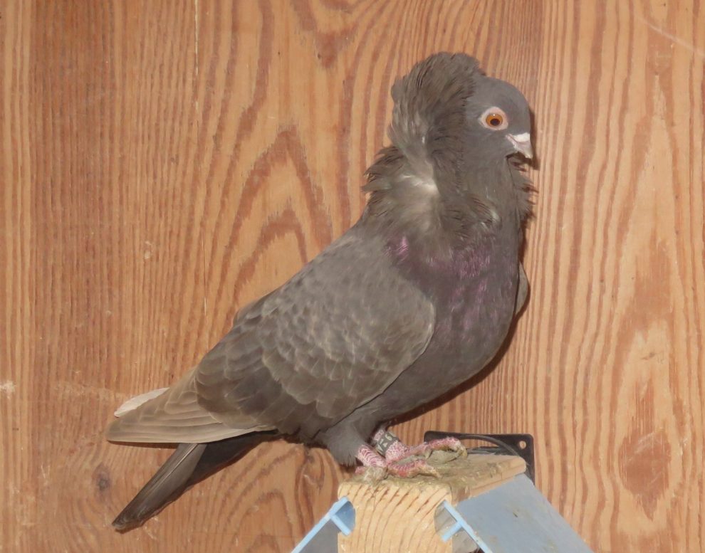 nun - jekobin pigeons