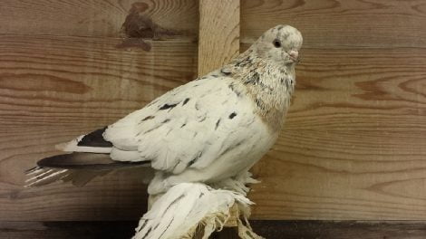tumbler pigeons