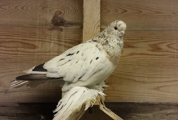 tumbler pigeons