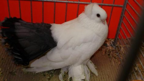 tumbler pigeons