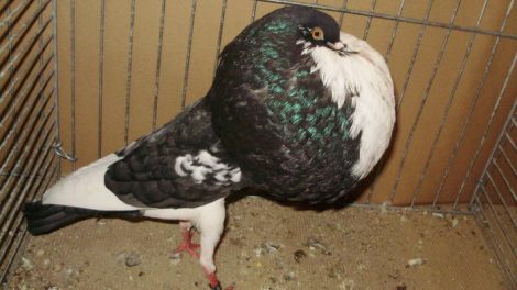 pigeons cropper