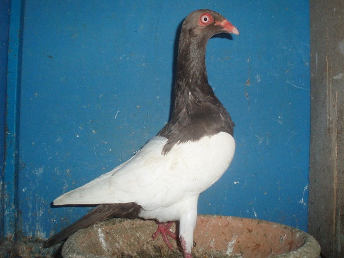 pigeons - culbutant