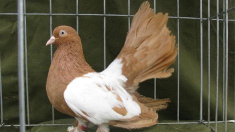 pigeons - Rouleur