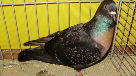 colour - pigeons - s.german