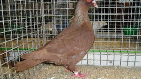 form - utility pigeons