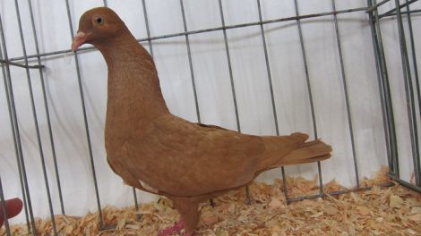 tumbler pigeons