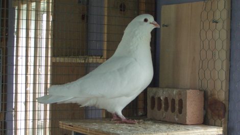 pigeons suisse