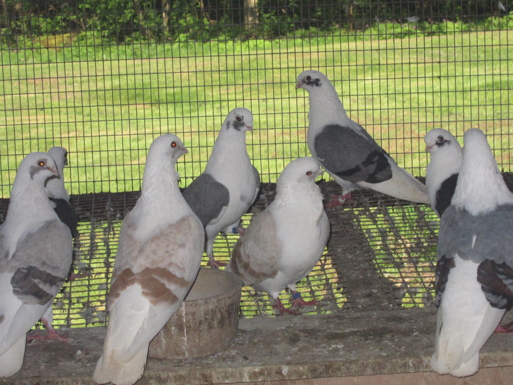 turbiteen pigeons