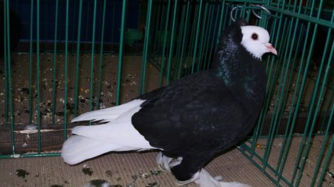 farbentauben