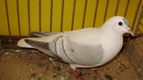 pigeons - homing - decorative