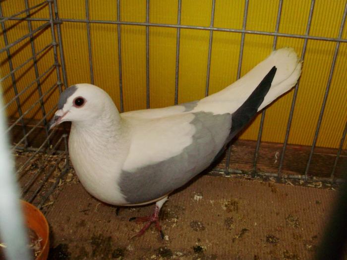 colour pigeons - german pigeons