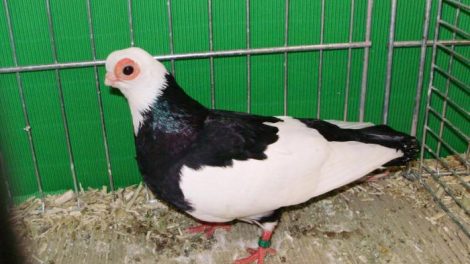 tumbler pigeons