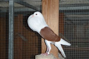 Voorburg-Shield Cropper-pigeons