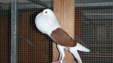 Voorburg-Shield Cropper-pigeons