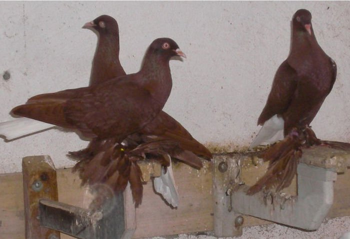 muffed tumbler pigeons