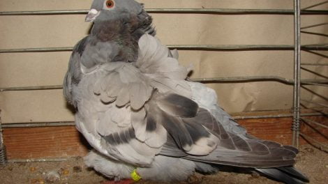 spanish pigeons