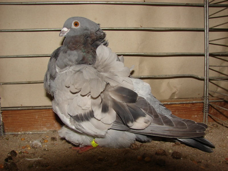 spanish pigeons