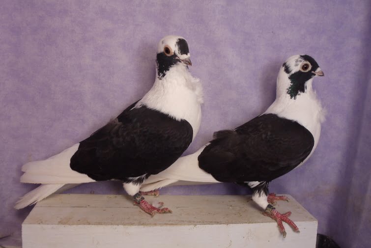 makedonian pigeons