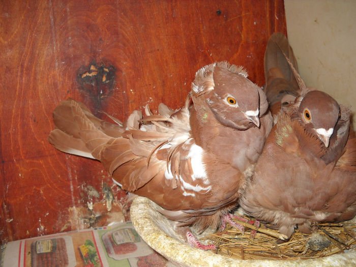 pigeons - structure