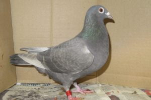 homer pigeons