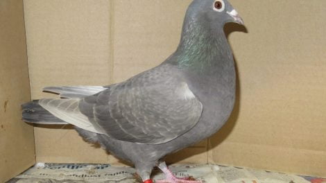 homer pigeons