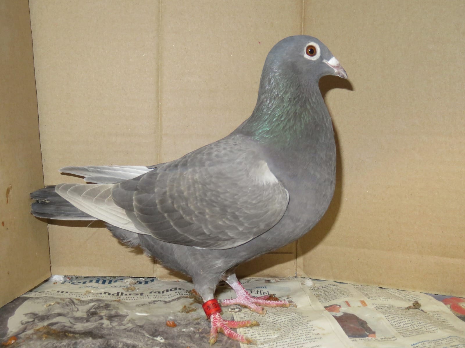 Poultry Racing Homer Racing Homer Pigeons ( Van Loon ) | Pigeontype