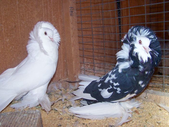 structure pigeons - kabootar