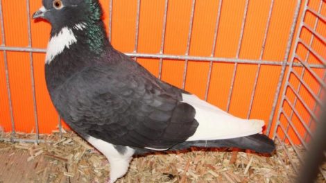 ring beater pigeons