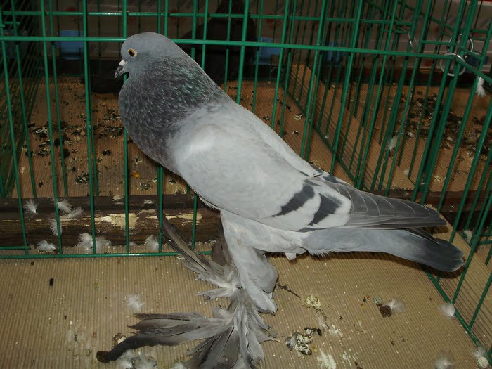 pigeons boulant