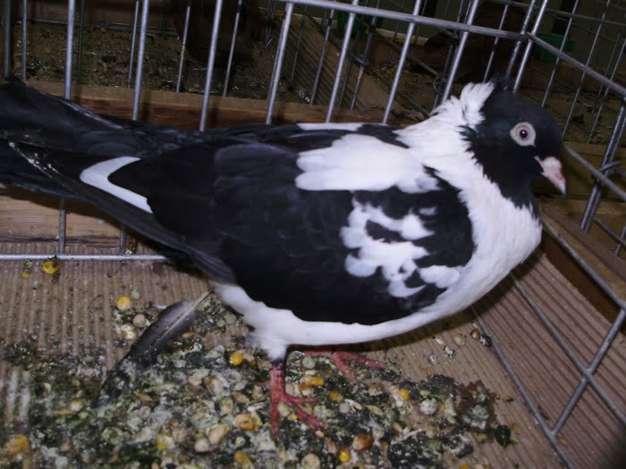 karabas güvercin