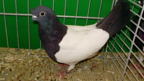 pigeons