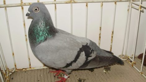 pigeons