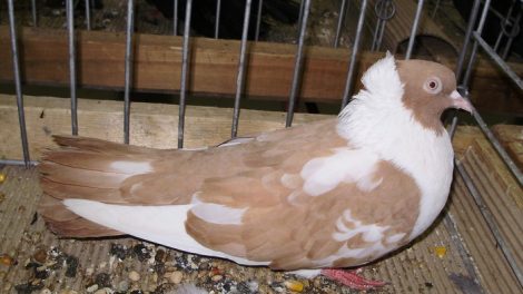 bulgarian pigeons