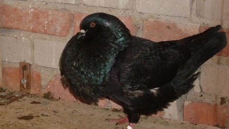 pigeons