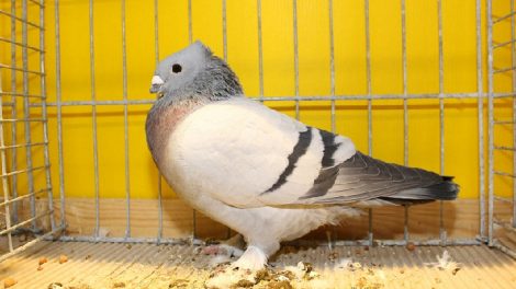 lucerne swiss pigeons