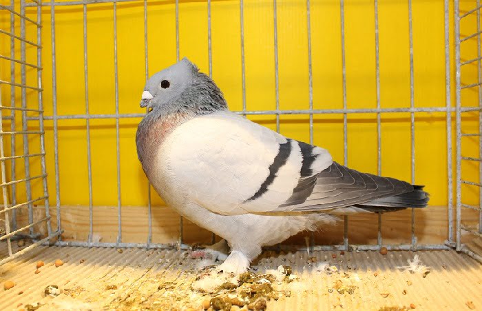 lucerne swiss pigeons