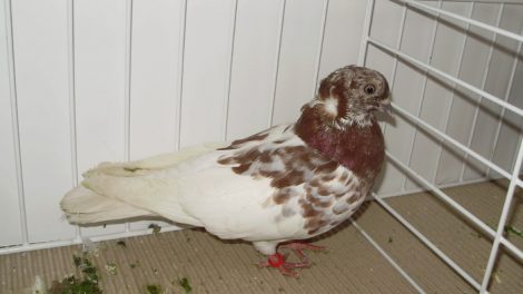 hungarian pigeons